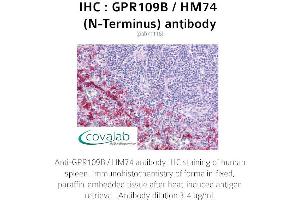Image no. 1 for anti-Hydroxycarboxylic Acid Receptor 3 (HCAR3) (Extracellular Domain), (N-Term) antibody (ABIN1734901) (GPR109B 抗体  (Extracellular Domain, N-Term))