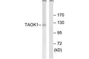 Western blot analysis of extracts from NIH-3T3 cells, using TAOK1 Antibody. (TAO Kinase 1 (TAOK1) (AA 431-480) 抗体)
