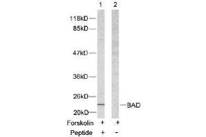 Image no. 2 for anti-BCL2-Associated Agonist of Cell Death (BAD) (Ser112) antibody (ABIN197208) (BAD 抗体  (Ser112))