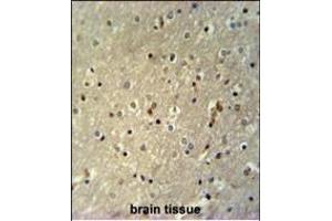 TTC26 Antibody (C-term) (ABIN651518 and ABIN2840274) immunohistochemistry analysis in formalin fixed and paraffin embedded human brain tissue followed by peroxidase conjugation of the secondary antibody and DAB staining. (TTC26 抗体  (C-Term))