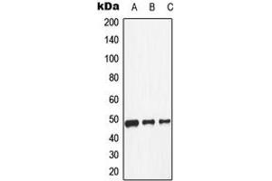 Western blot analysis of Dopamine Receptor D1 expression in HeLa (A), NIH3T3 (B), H9C2 (C) whole cell lysates. (Dopamine Receptor d1 抗体  (Center))