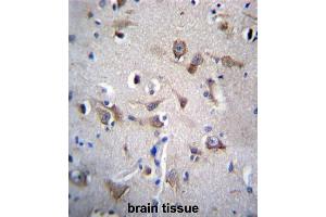 YIF1B Antibody (N-term) immunohistochemistry analysis in formalin fixed and paraffin embedded human brain tissue followed by peroxidase conjugation of the secondary antibody and DAB staining. (YIF1B 抗体  (N-Term))