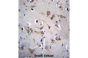 YIF1B Antibody (N-term) immunohistochemistry analysis in formalin fixed and paraffin embedded human brain tissue followed by peroxidase conjugation of the secondary antibody and DAB staining.