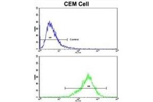 Flow cytometric analysis of CEM cells using TGM4 Antibody (Center)(bottom histogram) compared to a negative control cell (top histogram).