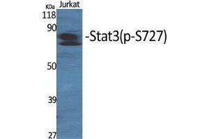 Western Blotting (WB) image for anti-Signal Transducer and Activator of Transcription 3 (Acute-Phase Response Factor) (STAT3) (pSer727) antibody (ABIN3182149)