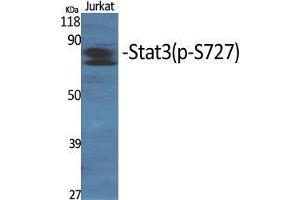 Western Blot (WB) analysis of specific cells using Phospho-Stat3 (S727) Polyclonal Antibody. (STAT3 抗体  (pSer727))