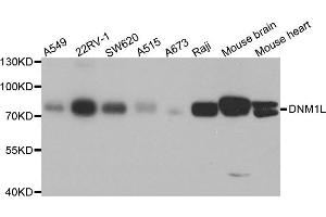 Western blot analysis of extracts of various cell lines, using DNM1L antibody. (Dynamin 1-Like 抗体)