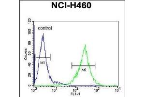 C2orf51 Antibody (Center) (ABIN655008 and ABIN2844643) flow cytometric analysis of NCI- cells (right histogram) compared to a negative control cell (left histogram). (TEX37 抗体  (AA 73-101))