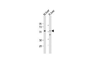 All lanes : Anti-SCP2 Antibody (Center) at 1:500-2000 dilution Lane 1: Mouse liver tissue lysate Lane 2: Rat liver tissue lysate Lysates/proteins at 20 μg per lane. (SCP2 抗体  (AA 358-385))
