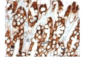 Formalin-fixed, paraffin-embedded feline (cat) small intestine stained with Ep-CAM Mouse Monoclonal Antibody (EGP40/1384). (EpCAM 抗体  (Extracellular Domain))