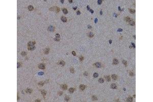 Immunohistochemistry of paraffin-embedded Mouse brain using POLR2L Polyclonal Antibody at dilution of 1:200 (40x lens). (POLR2L 抗体)