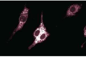 Immunofluorescent staining of Mouse Macrophages. (PTGS2 抗体  (AA 368-604))
