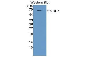 Western Blotting (WB) image for anti-Cystathionase (Cystathionine gamma-Lyase) (CTH) (AA 36-299) antibody (ABIN1862361) (CTH 抗体  (AA 36-299))