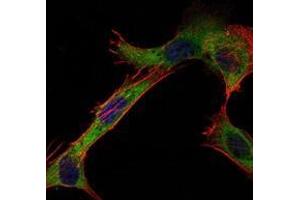 Immunofluorescence analysis of NIH/3T3 cells using HK1 antibody (green). (Hexokinase 1 抗体)