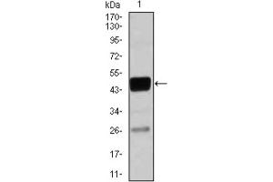 Western blot analysis using CEBPA antibody against THP-1 (1) cell lysate. (CEBPA 抗体)