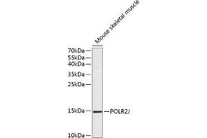 Western blot analysis of extracts of mouse skeletal muscle, using POLR2J antibody (ABIN6131055, ABIN6145928, ABIN6145929 and ABIN6217697) at 1:1000 dilution. (POLR2J 抗体  (AA 1-117))