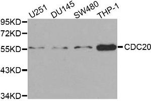 Western blot analysis of extracts of various cell lines, using CDC20 antibody. (CDC20 抗体)