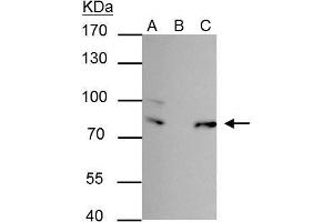 IP Image FUBP-1 antibody immunoprecipitates FUBP-1 protein in IP experiments. (FUBP1 抗体)