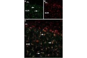 Expression of p75NTR in mouse hippocampus - Immunohistochemical staining of mouse frozen hippocampal sections using Anti-p75 NGF Receptor (intracellular) Antibody (ABIN7043348, ABIN7044763 and ABIN7044764) (1:200). (NGFR 抗体  (Intracellular))