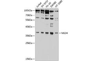 Western blot analysis of extracts of various cell lines, using MED4 antibody (ABIN6129668, ABIN6143705, ABIN6143707 and ABIN6224908) at 1:1000 dilution. (MED4 抗体  (AA 1-270))