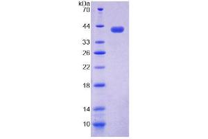 SDS-PAGE analysis of Human NAP1L1 Protein. (NAP1L1 蛋白)