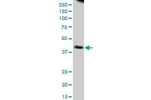Western Blotting (WB) image for anti-Nudix (Nucleoside Diphosphate Linked Moiety X)-Type Motif 9 (NUDT9) (AA 1-350) antibody (ABIN526958)