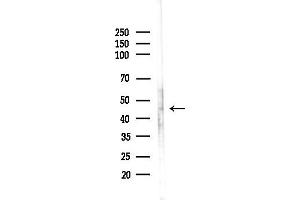 anti-G Protein-Coupled Receptor 173 (GPR173) (Internal Region) antibody