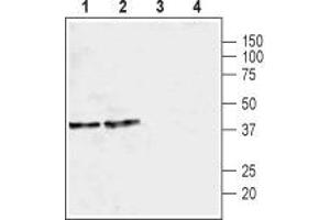 Western Blotting (WB) image for anti-Potassium Inwardly-Rectifying Channel, Subfamily J, Member 6 (KCNJ6) (AA 374-414), (Intracellular) antibody (ABIN7043487)