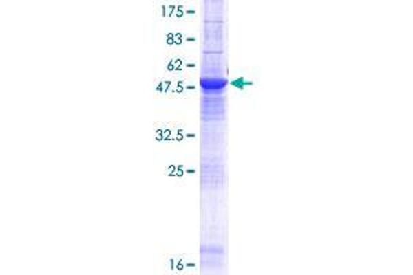 METTL21C Protein (AA 1-264) (GST tag)