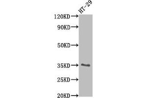 Western Blot Positive WB detected in: HT-29 whole cell lysate All lanes: EPCAM antibody at 1:2000 Secondary Goat polyclonal to rabbit IgG at 1/50000 dilution Predicted band size: 35 kDa Observed band size: 35 kDa (Recombinant EpCAM 抗体)