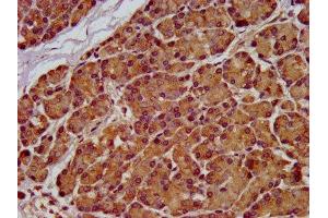Immunohistochemistry (IHC) image for anti-SEL1L adaptor subunit of ERAD E3 ubiquitin ligase (SEL1L) (AA 22-181) antibody (ABIN7166102)