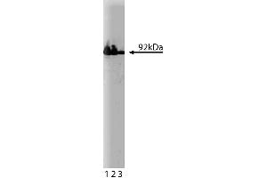 Western blot analysis of beta-Catenin on HeLa cell lysate. (beta Catenin 抗体  (AA 571-781))