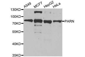 Western blot analysis of extracts of various cell lines, using PARN antibody. (PARN 抗体  (AA 1-280))