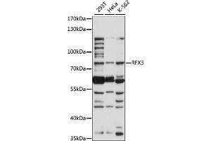 Western blot analysis of extracts of various cell lines, using RFX3 antibody (ABIN7269904) at 1:1000 dilution. (RFX3 抗体  (AA 280-430))