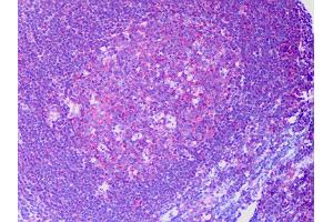 Anti-RAPGEF6 / RAGEF2 antibody IHC of human tonsil, germinal center. (RAPGEF6 抗体  (AA 1012-1111))