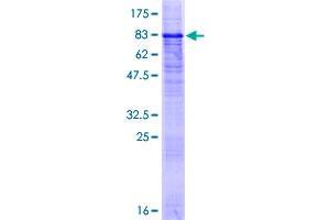 PRRT2 Protein (AA 1-340) (GST tag)