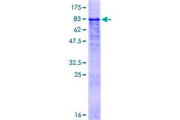 PRRT2 Protein (AA 1-340) (GST tag)