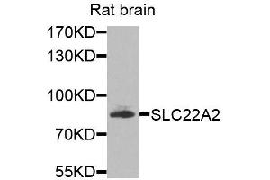 Western blot analysis of extracts of rat brain, using SLC22A2 antibody (ABIN5974890) at 1/1000 dilution. (SLC22A2 抗体)