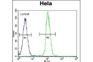 TrkA-p Antibody (ABIN652381 and ABIN2841827) flow cytometric analysis of Hela cells (right histogram) compared to a negative control cell (left histogram). (TrkA-pY791 (AA 769-796) 抗体)