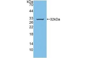 Detection of Recombinant BFP, Rat using Polyclonal Antibody to Brain Finger Protein (BFP) (RNF112 抗体  (AA 256-504))