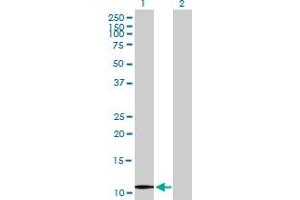Western Blot analysis of UBE2V1 expression in transfected 293T cell line by UBE2V1 MaxPab polyclonal antibody. (UBE2V1 抗体  (AA 1-103))