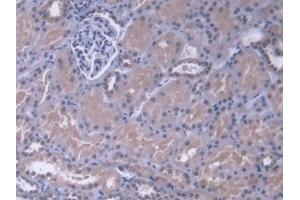 Detection of MAPK13 in Human Kidney Tissue using Polyclonal Antibody to Mitogen Activated Protein Kinase 13 (MAPK13) (MAPK13 抗体  (AA 1-365))