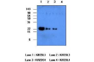 Recombinant human protein kIR2DL1, kIR2DL3, kIR2DS4 and kIR2DL4 (each 50ng per well) were resolved by SDS-PAGE, transferred to PVDF membrane and probed with anti-human kIR2DL1 (1:500).