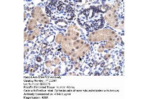 Immunohistochemistry with Human kidney lysate tissue (SNAPC2 抗体  (Middle Region))