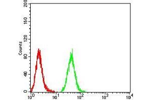 Flow cytometric analysis of Hela cells using IDH1 mouse mAb (green) and negative control (red). (IDH1 抗体  (AA 156-298))