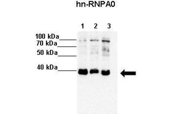 HNRNPA0 抗体  (Middle Region)