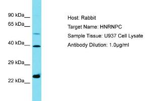 Host: Rabbit Target Name: HNRNPC Sample Type: U937 Whole Cell lysates Antibody Dilution: 1. (HNRNPC 抗体  (C-Term))