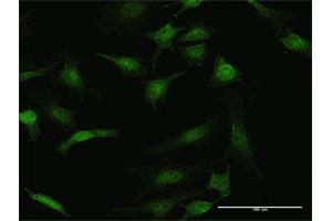 Immunofluorescence (IF) image for anti-serine/threonine Kinase 3 (STK3) (AA 1-491) antibody (ABIN520573)