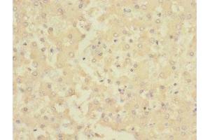 Immunohistochemistry of paraffin-embedded human liver tissue using ABIN7142967 at dilution of 1:100 (CHRNE 抗体  (AA 21-239))