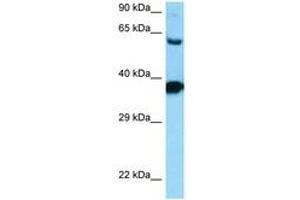 Image no. 1 for anti-Dopamine Receptor D3 (DRD3) (AA 270-319) antibody (ABIN6748182) (DRD3 抗体  (AA 270-319))